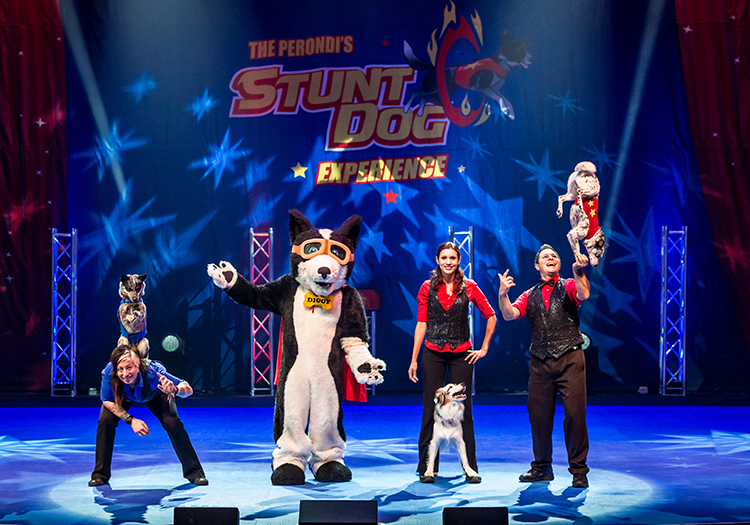 Stunt Dog Experience