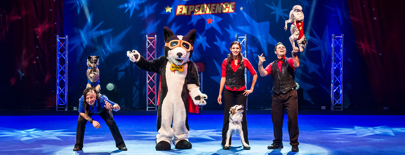 Stunt Dog Experience
