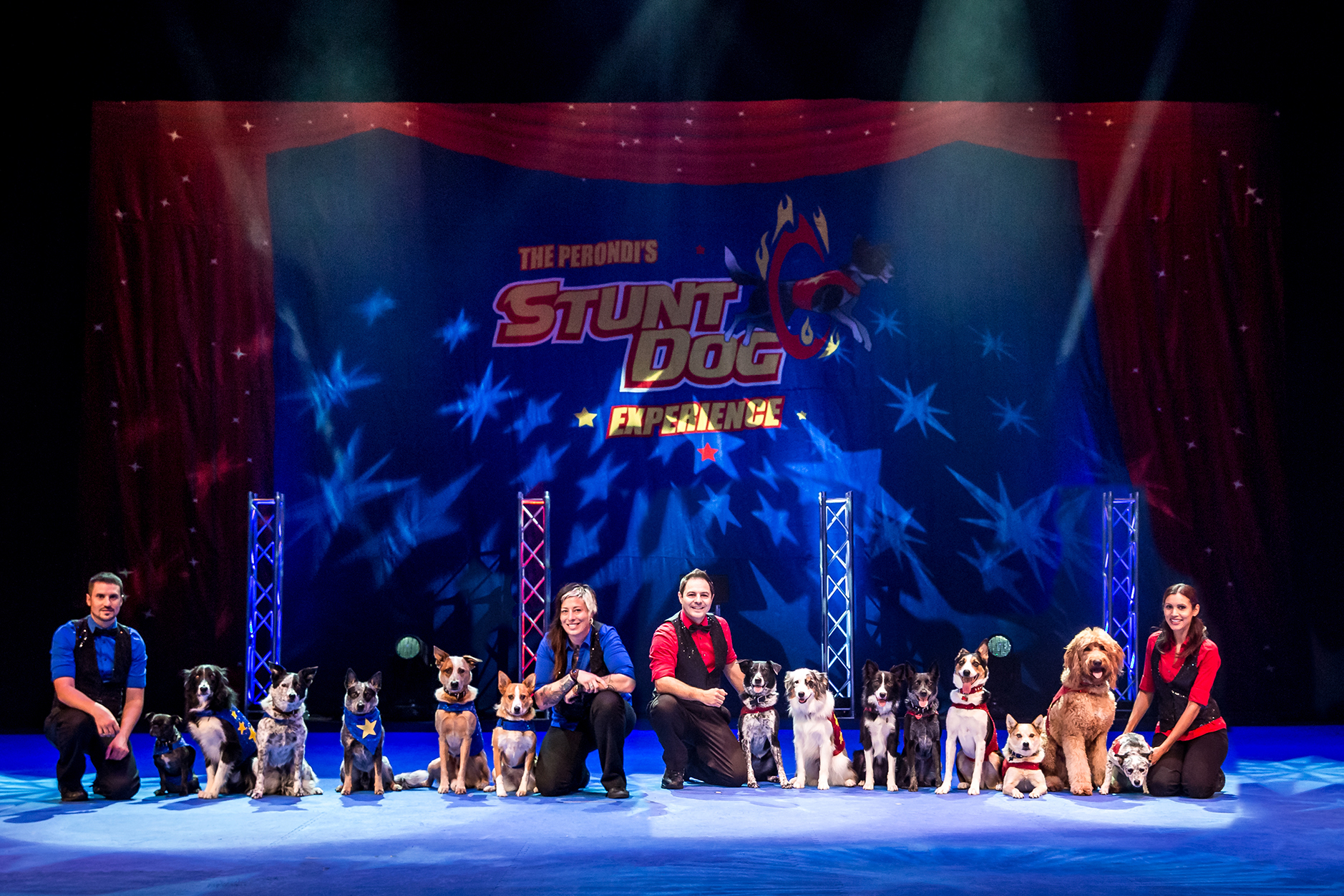 Stunt Dog Experience