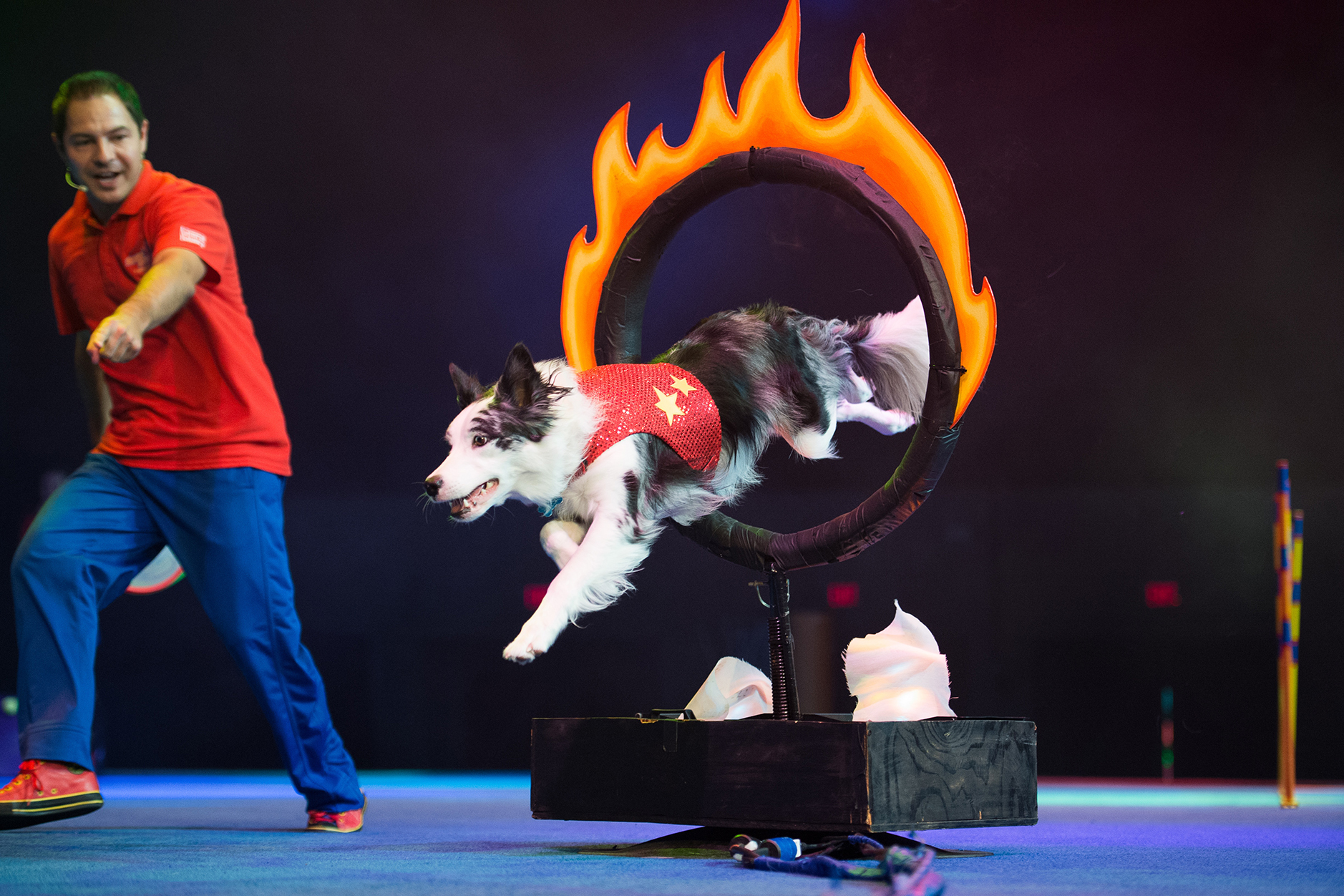 Stunt Dog Experience