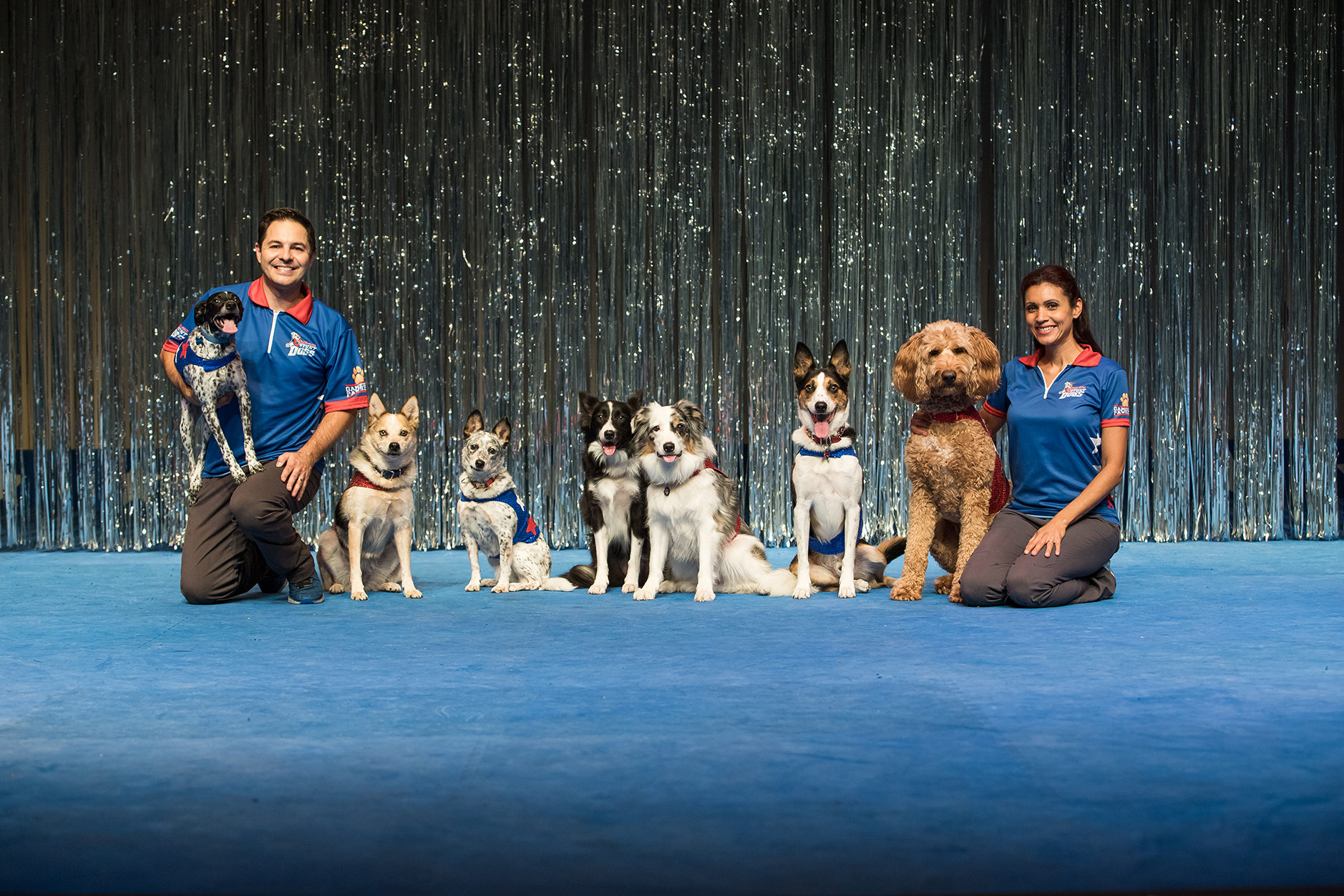 Stunt Dog Experience