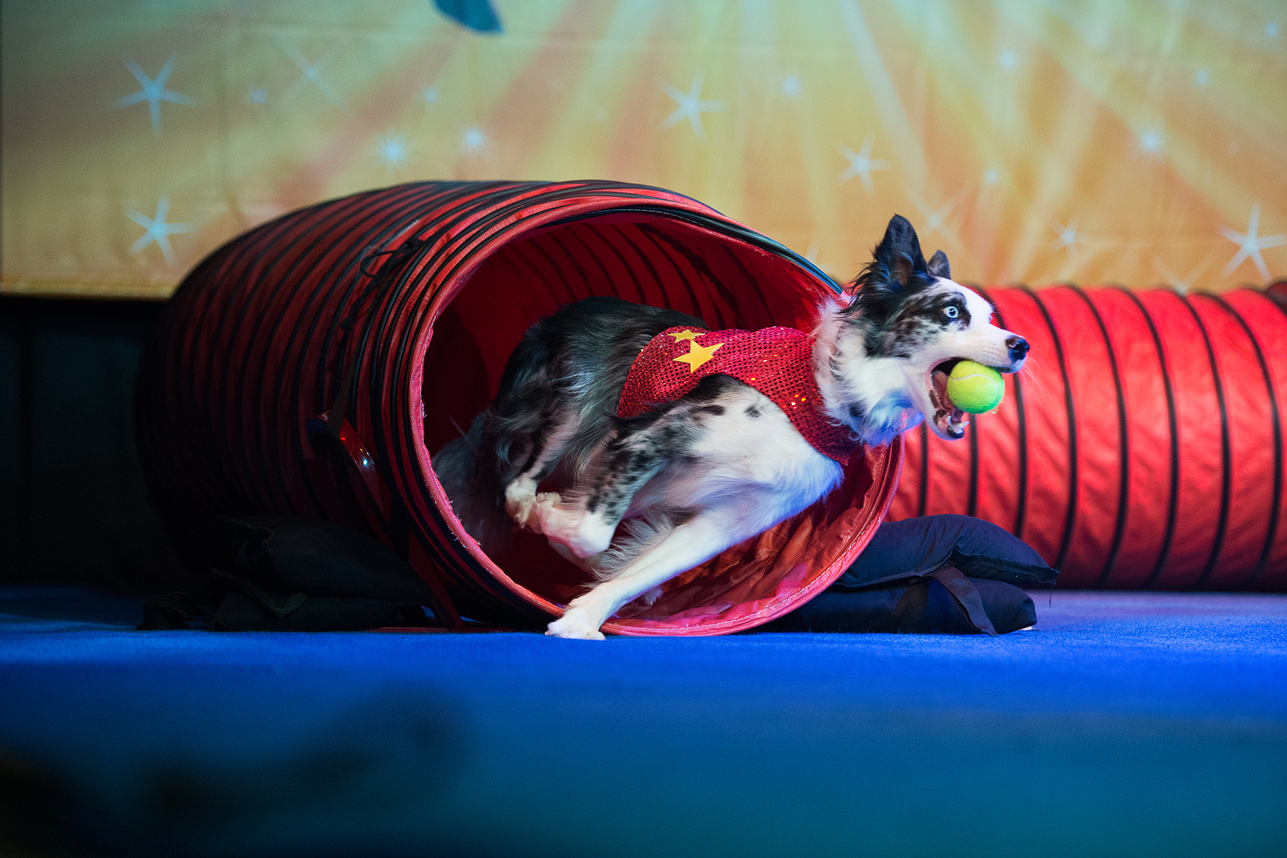 Stunt Dog Experience