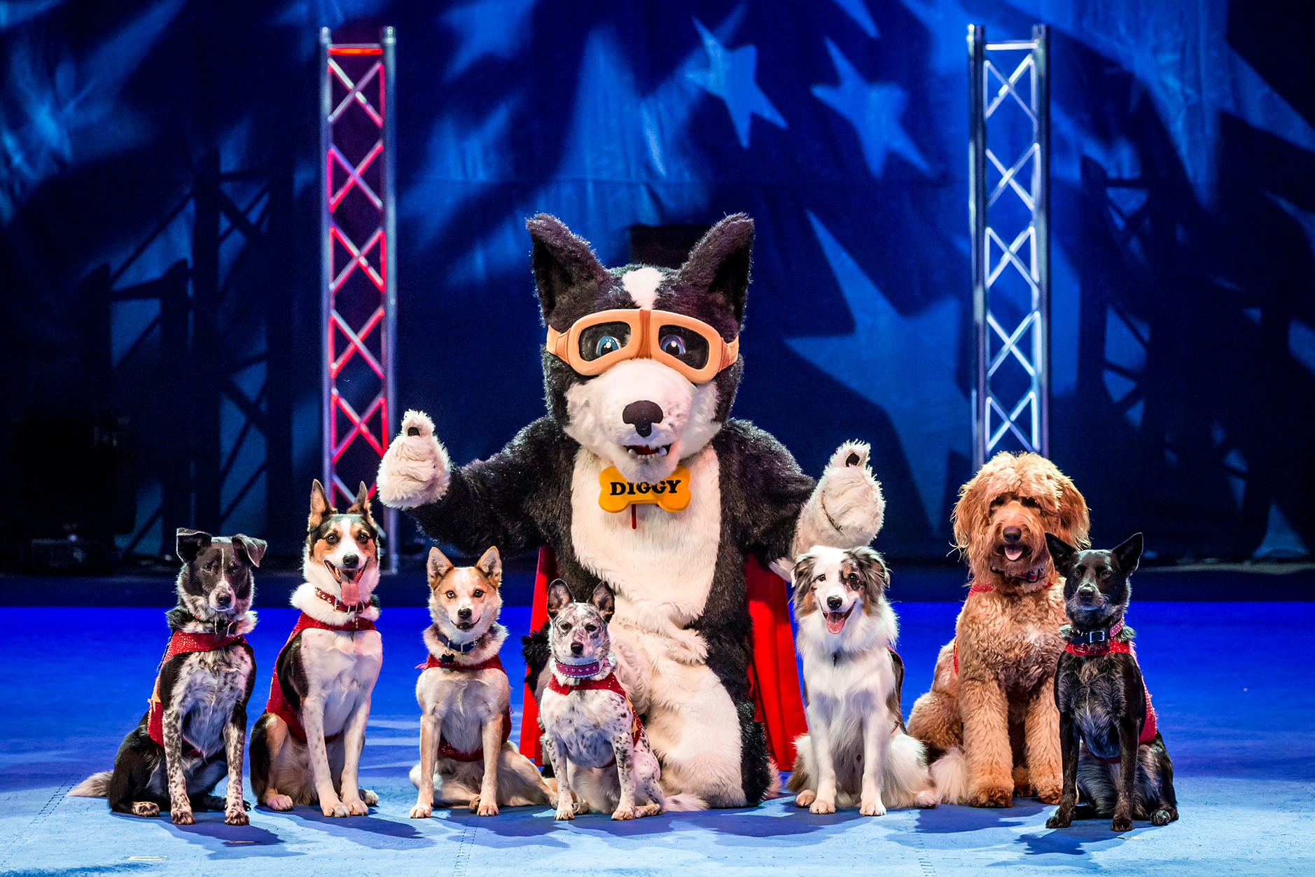 Stunt Dog Experience