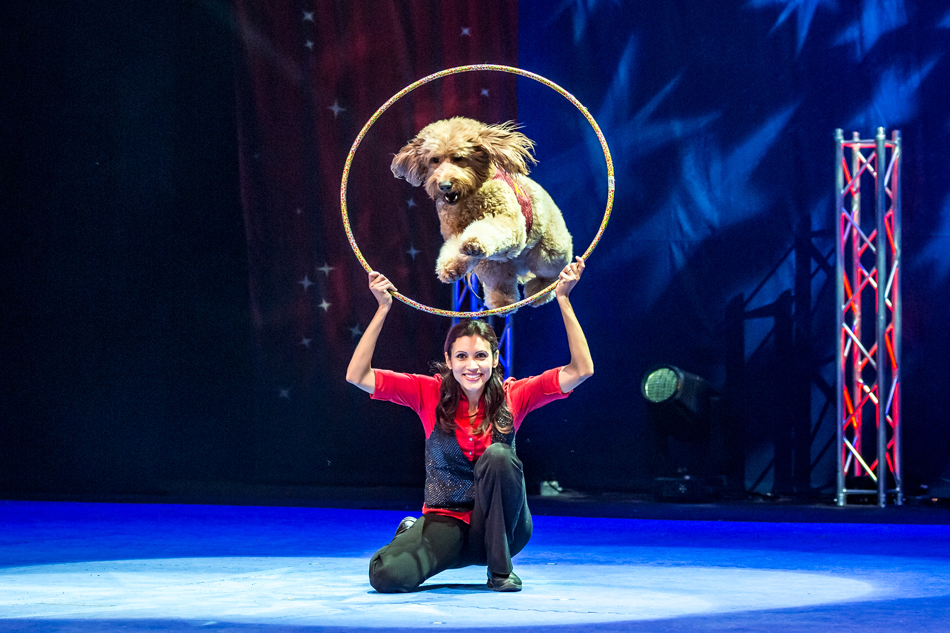 Stunt Dog Experience